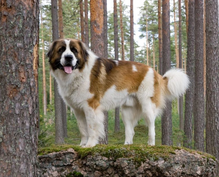 московская сторожевая собака фото взрослой