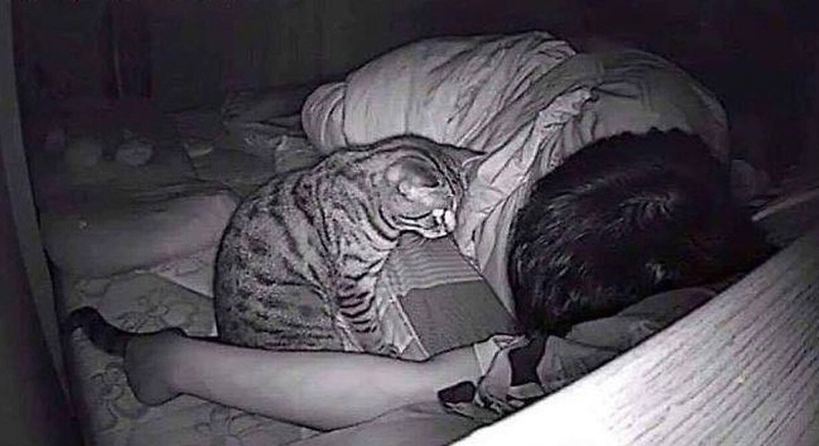 Почему коты и кошки ночью смотрят на спящих людей