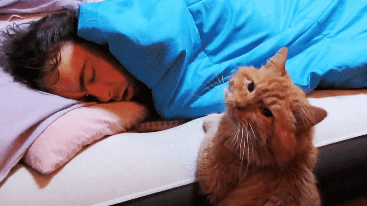 Почему коты и кошки ночью смотрят на спящих людей