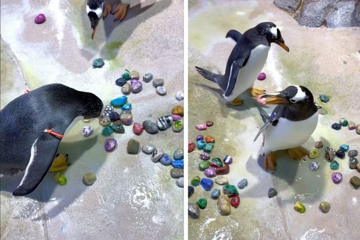 В Сети показали, как мило пингвины добиваются внимания партнера