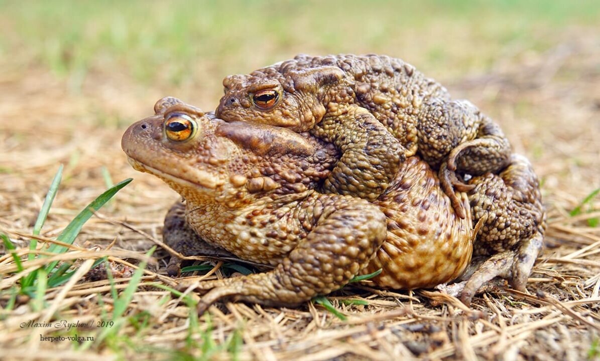 Все жабы ядовитые, но их яд — весьма своеобразный