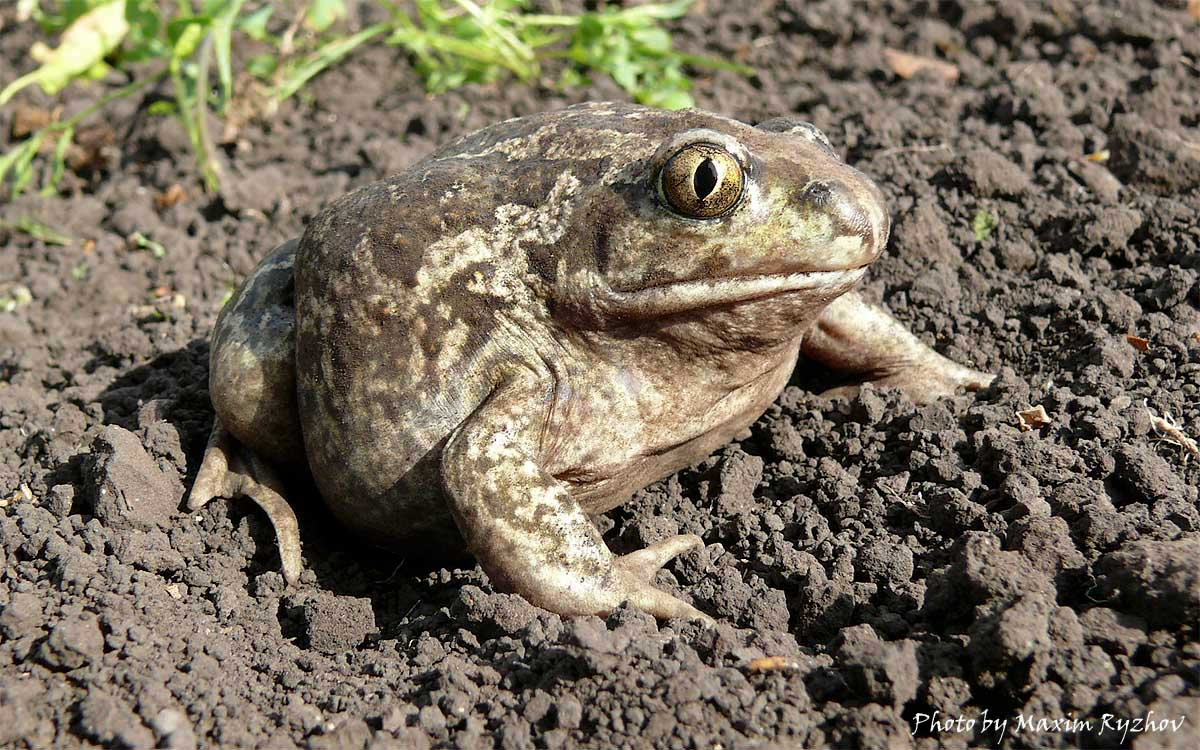 Все жабы ядовитые, но их яд — весьма своеобразный