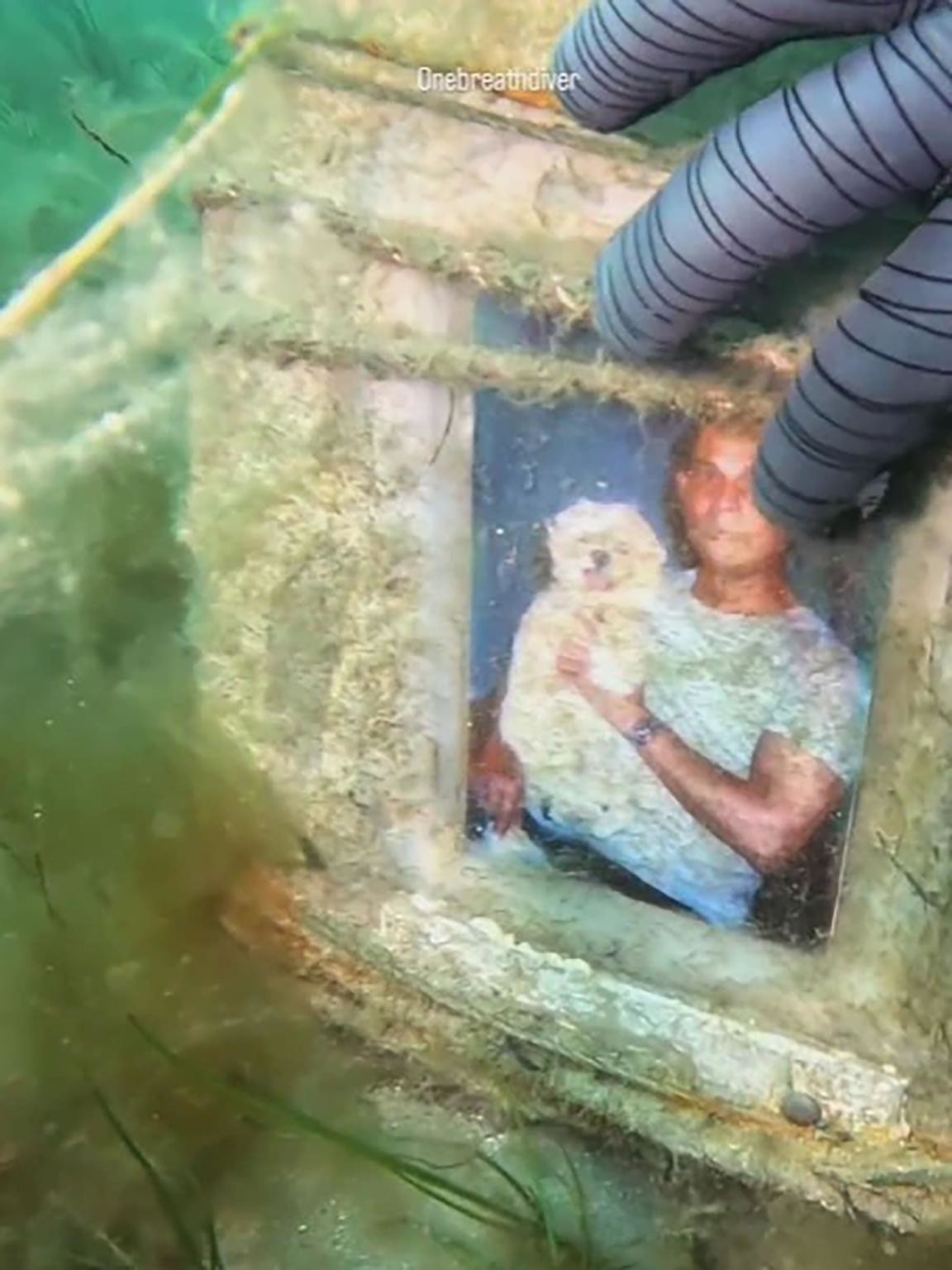 Осьминог привёл аквалангистку к подводному памятнику