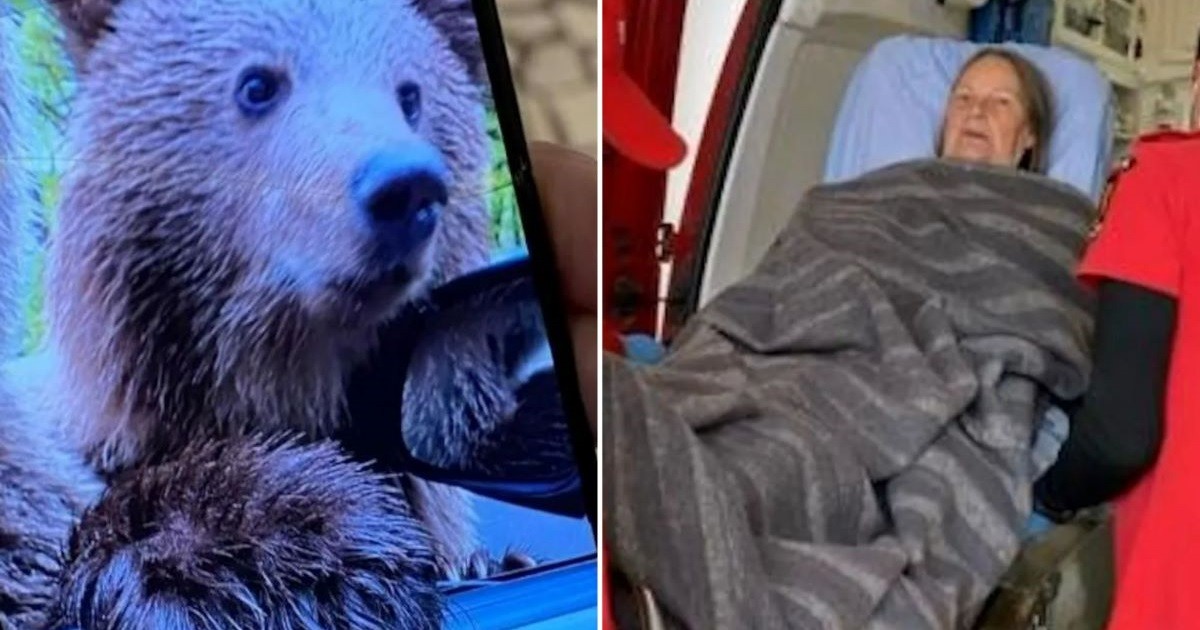В Румынии туристка попала в больницу после встречи с медведем