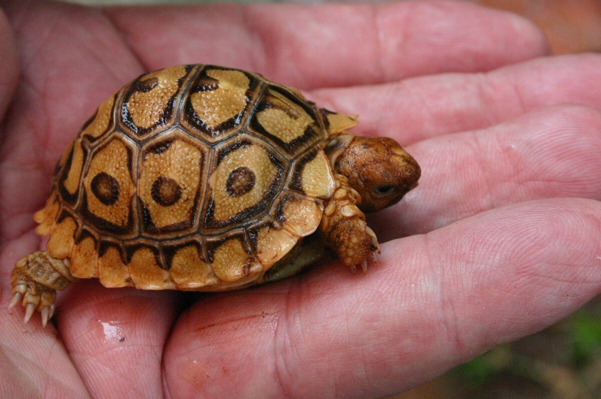 Самая маленькая черепаха в мире. Не способна размножаться, пока не выспится