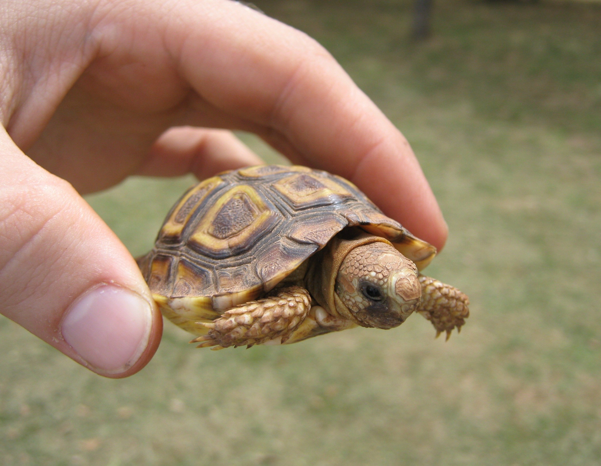 Самая маленькая черепаха в мире. Не способна размножаться, пока не выспится