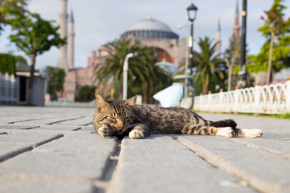 Почему в Турции так много кошек